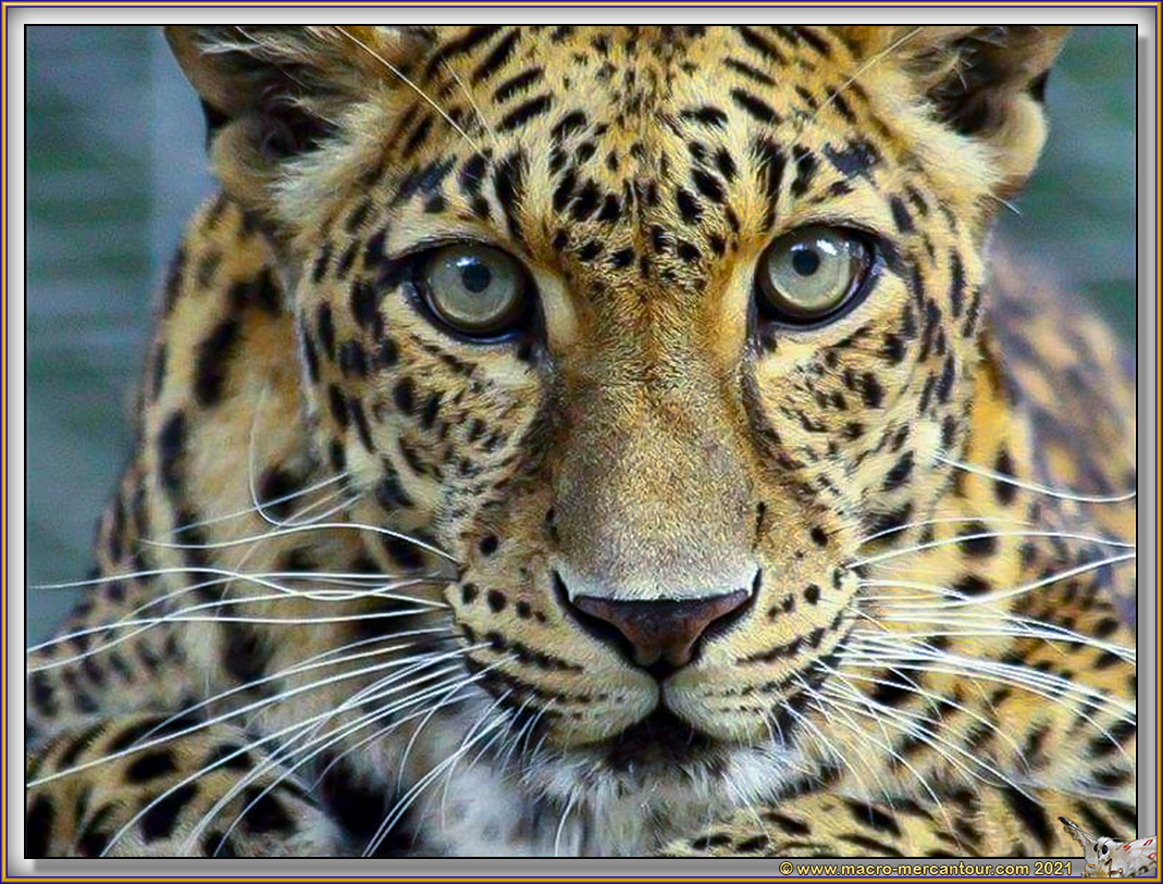 LEOPARD
LEOPARD